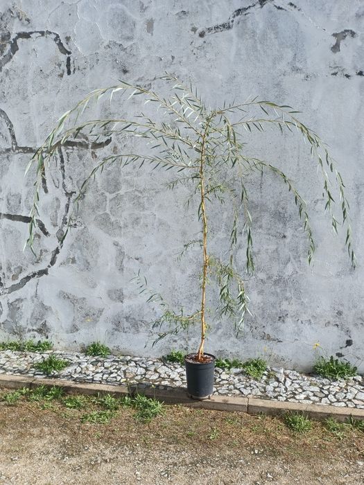 Salgueiro chorão 3.5  metros