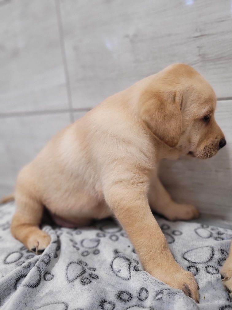 Labrador Retriever gotowe do odbioru