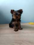 Yorkshire Terrier Yorki Pies