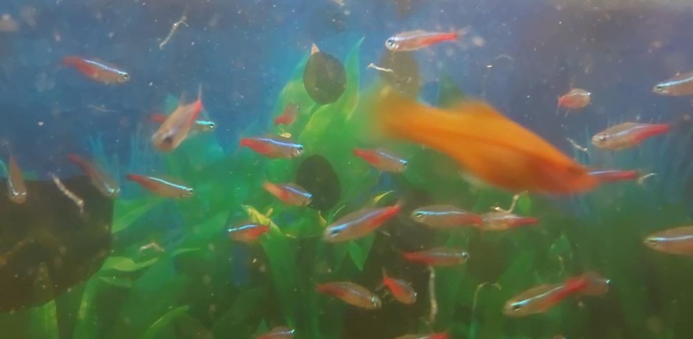 Sprzedam mieczyki , neony, pokarm
Neon - 3zl
Pokarm mrożony fi