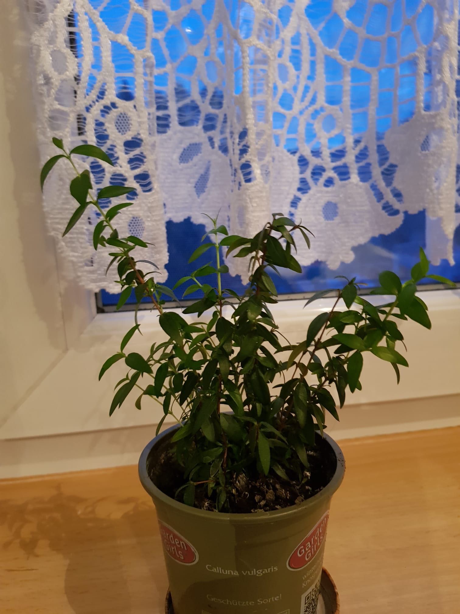 Mirt komunijny - merta 20 cm