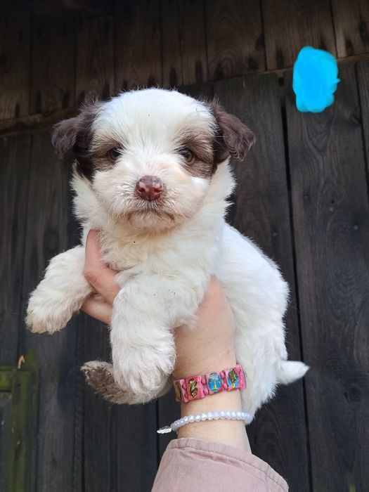 Szczeniaczki szukają domków