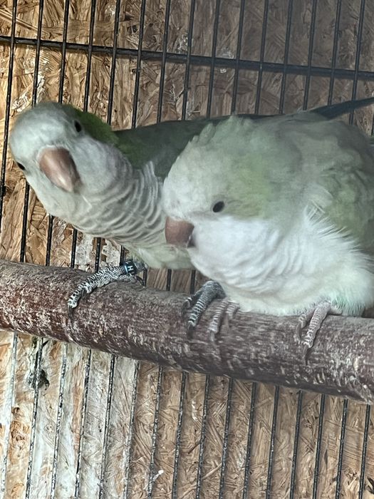 Ptaki ozdobne sprzedam zamienie