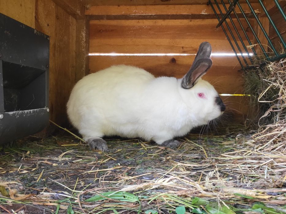 Mlody krolik kalifornijski