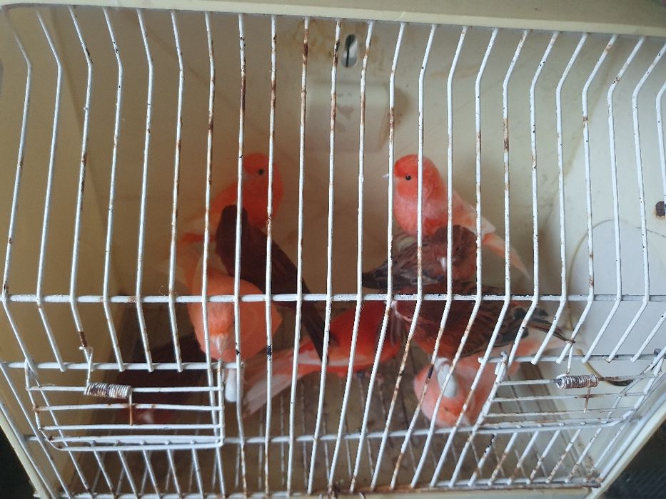 Canários lipocromos varios, ano 2025