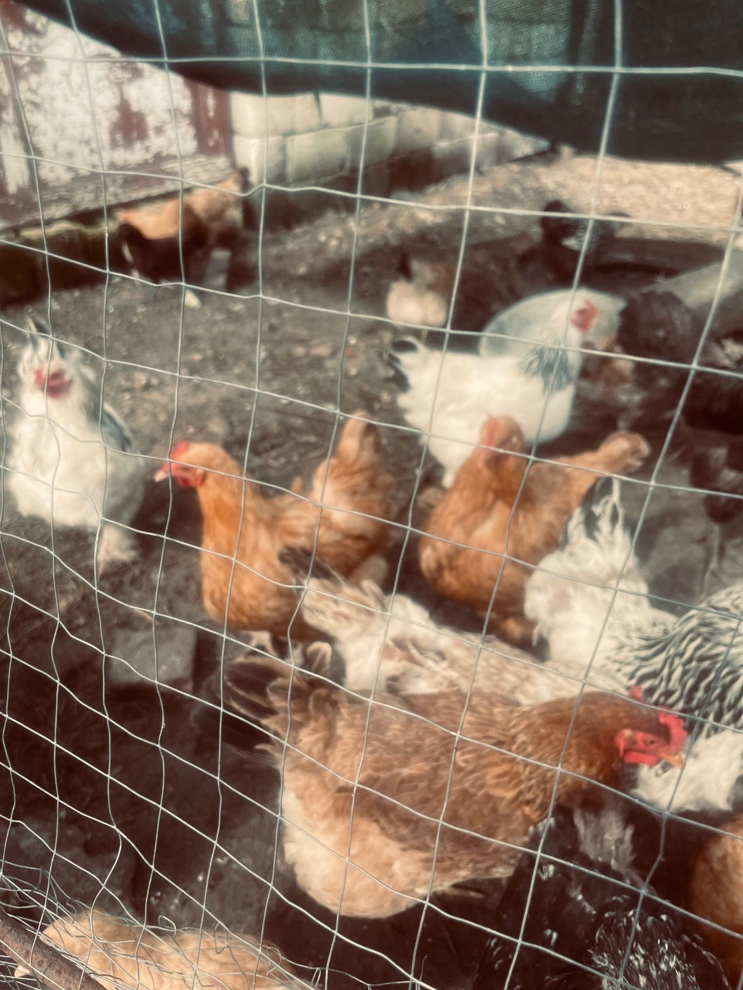 Продам кури Брами