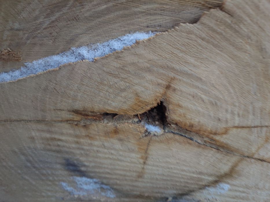 Dąb dłużyca tartaczny