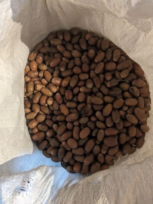 Жолуді дуба звичайного