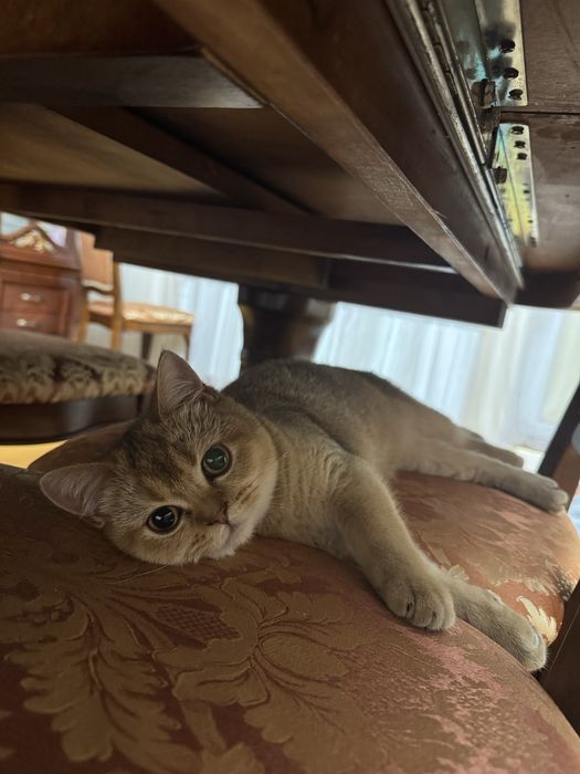 Котик золота шиншила — щеплення, паспорт, ручна красуня 4 місяці