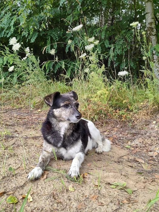 Wanda poleca się do adopcji