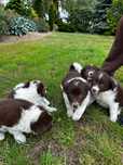 Piesek szczeniak Border Collie czekoladowo biały