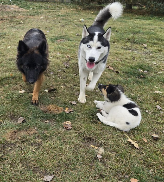 Cudowny rasowy Husky Syberyjski - Za darmo.