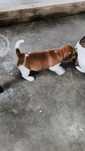 Jack Russell terrier