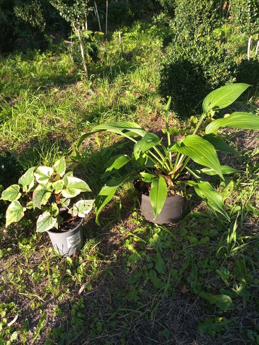 Bukszpany i inne krzewy ozdobne