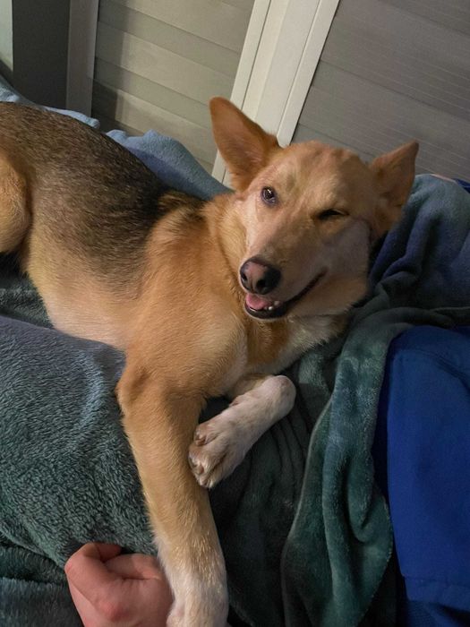 MIKO domowy, pełen życia i energii psiak szuka nowej rodzinki 2letni