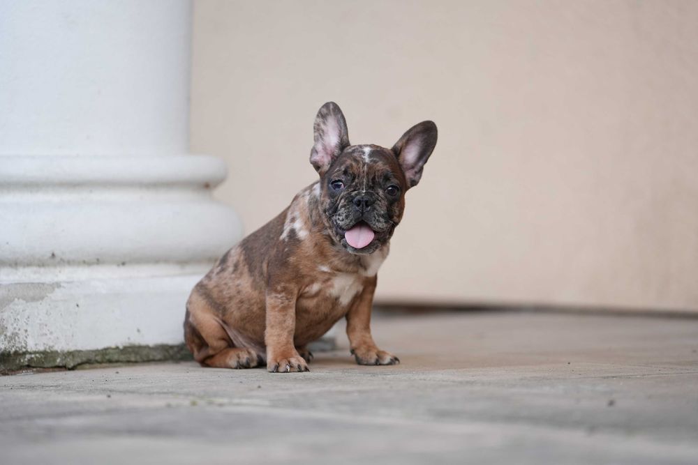 Buldog Francuski Piesek
