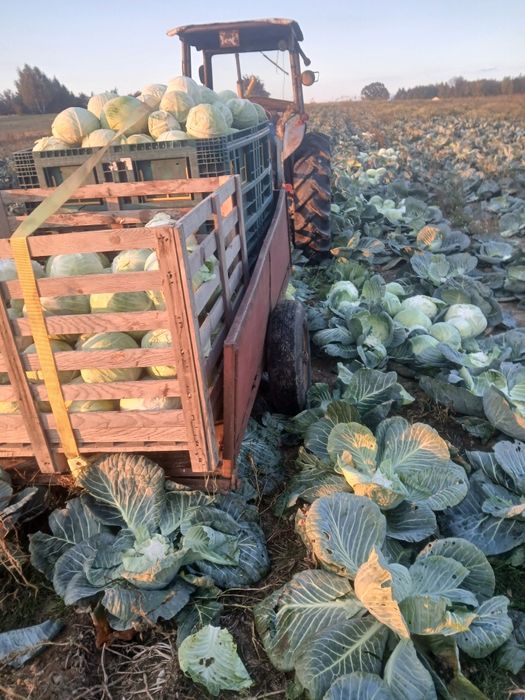 Kapusta szatkowana z własnej uprawy