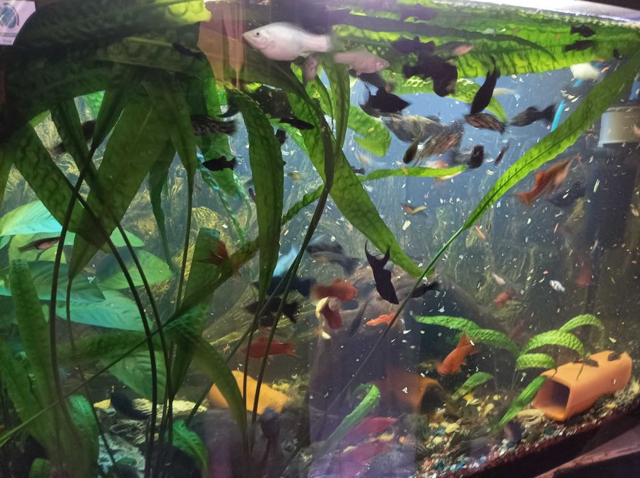 Rybki żyworódki i glonojady