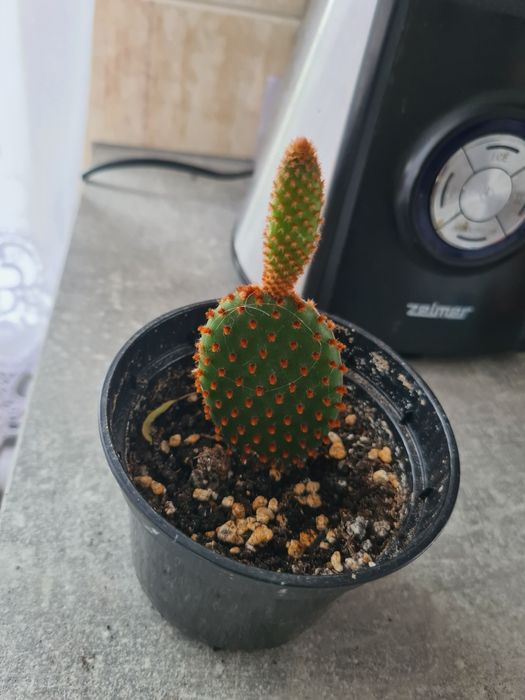 Kwiat doniczkowy opuncja