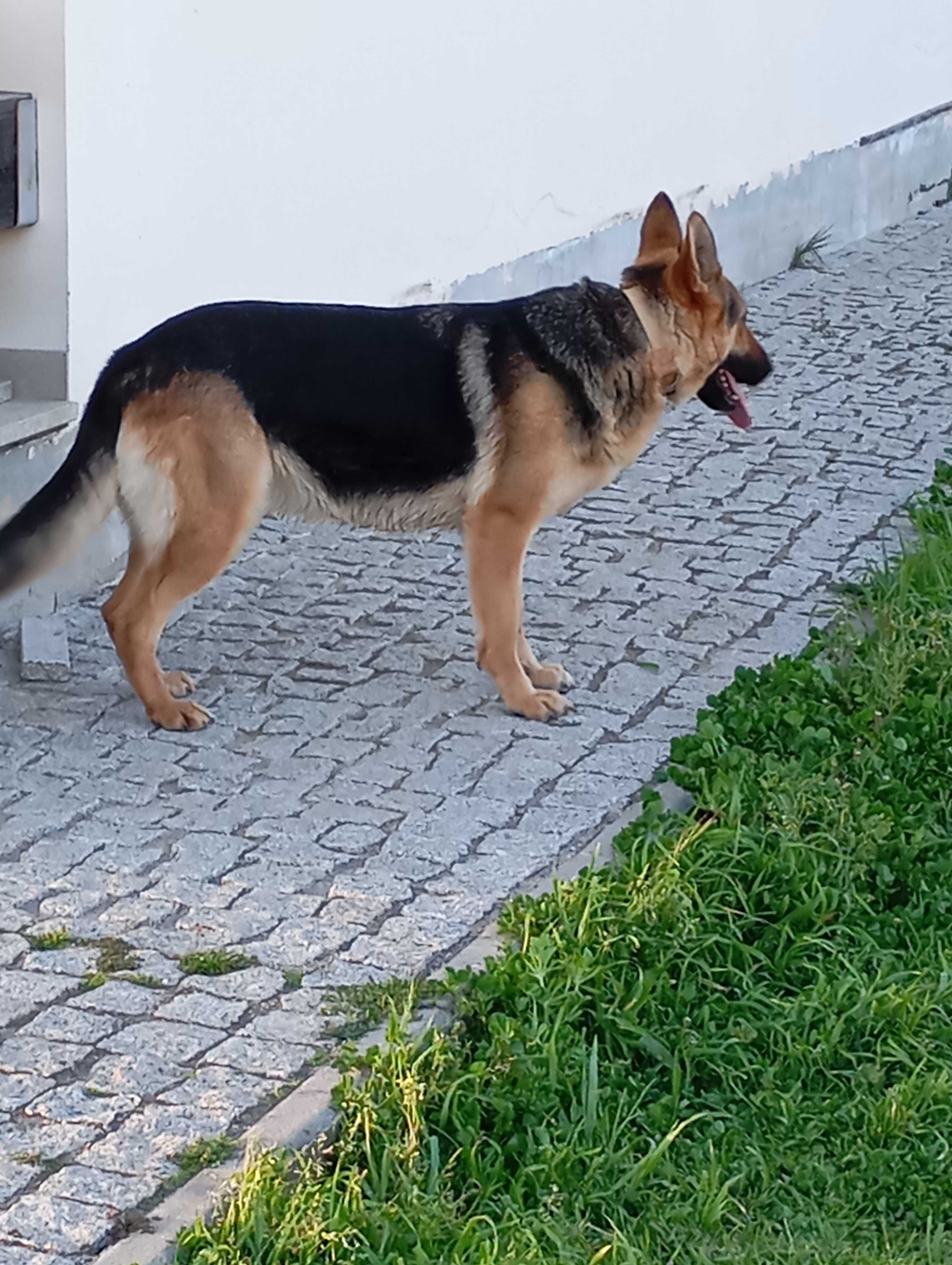 Cadela Para adopção responsável.