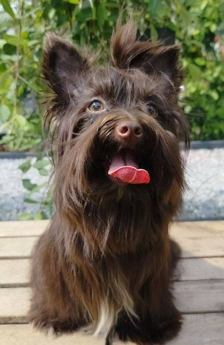 Yorkshire Terier ,suczka czarna