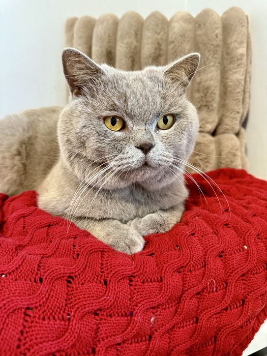 Kotka brytyjska czarny złoty ticked