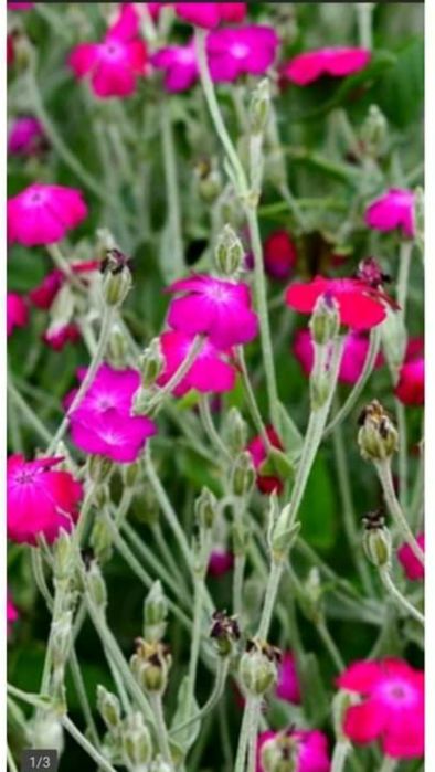 Bergenie,Konwalie,Liliowce,Rośliny starodawne