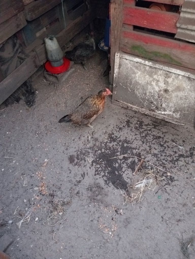 Vendo galinhas de raça