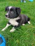 Border collie suczka