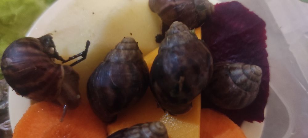 Супер улитята Ахатины Имакуляты