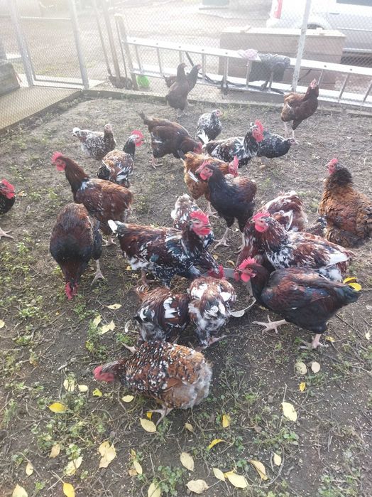 Кури, півні породи Лівенська ситцева