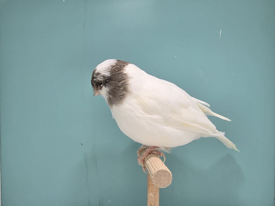 Gloster kanarek kanarki szafir szek 2025 samiec