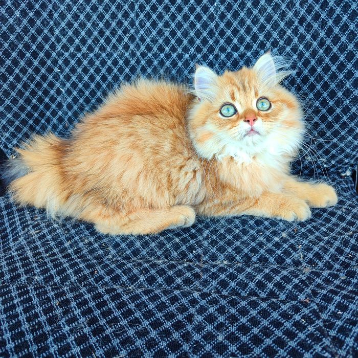 Британець котик.Золота шиншила BLH ny 11