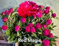 Korzenie piwoni Red Magic