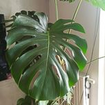 Monstera deliciosa