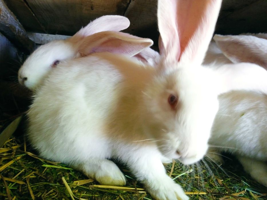 Молодняк кролів білий панон