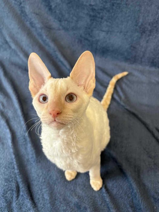 CORNISH REX Dostępny kocurek o imieniu YOSHI Hodowla: MatiMalwa*PL