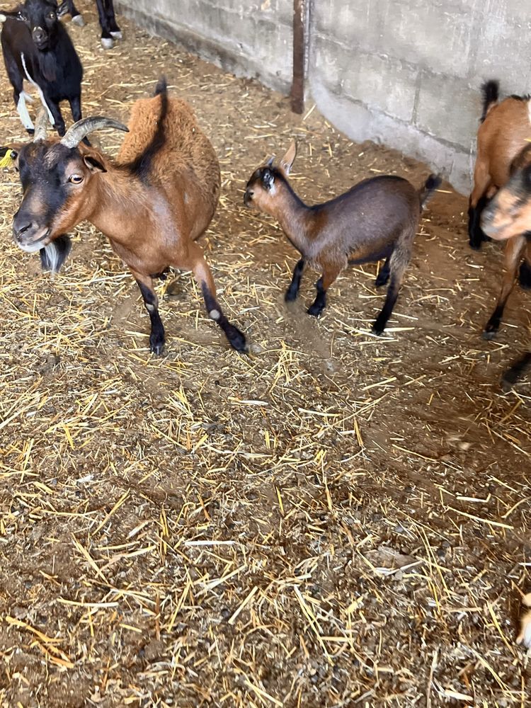 Cabras e chibos a venda