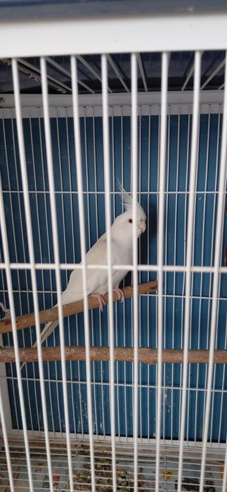 Caturras  machos bravas para criacao