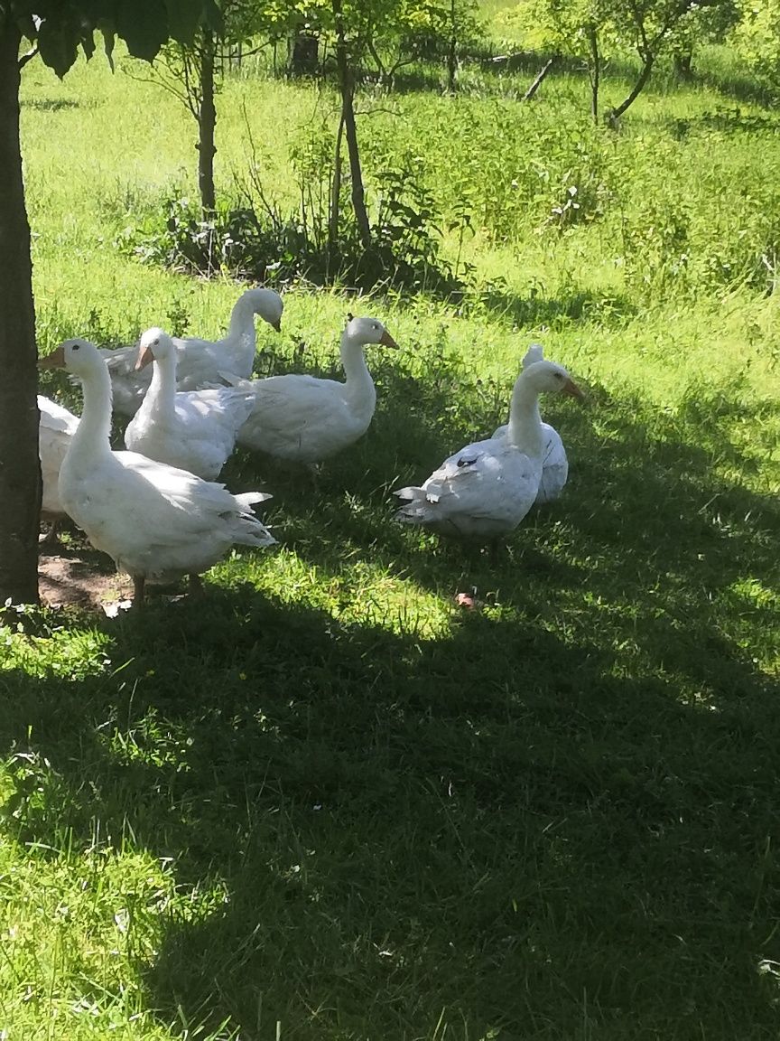 Sprzedam gęsi ekologiczne