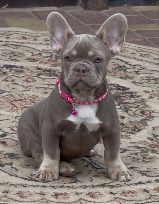 Изабелла француженка несет флаффи и сасао