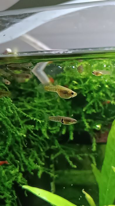 Drobnotka nadobna - rybka akwariowa