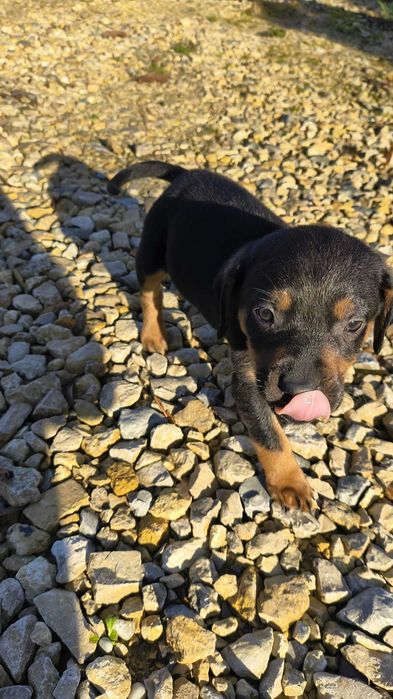 Oddam pieska za darmo.