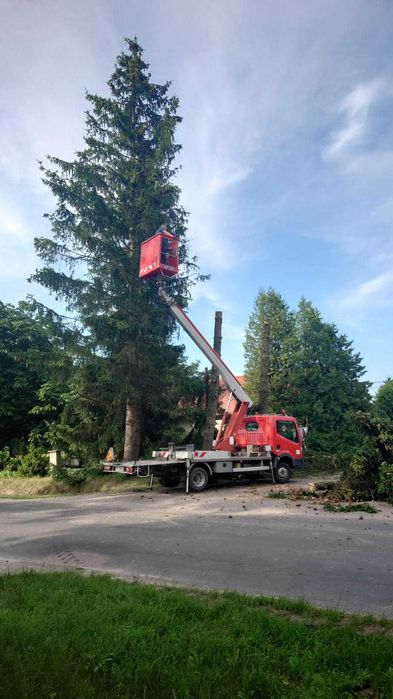 wycinki drzew ,podnośniki koszowe,wynajm itp..