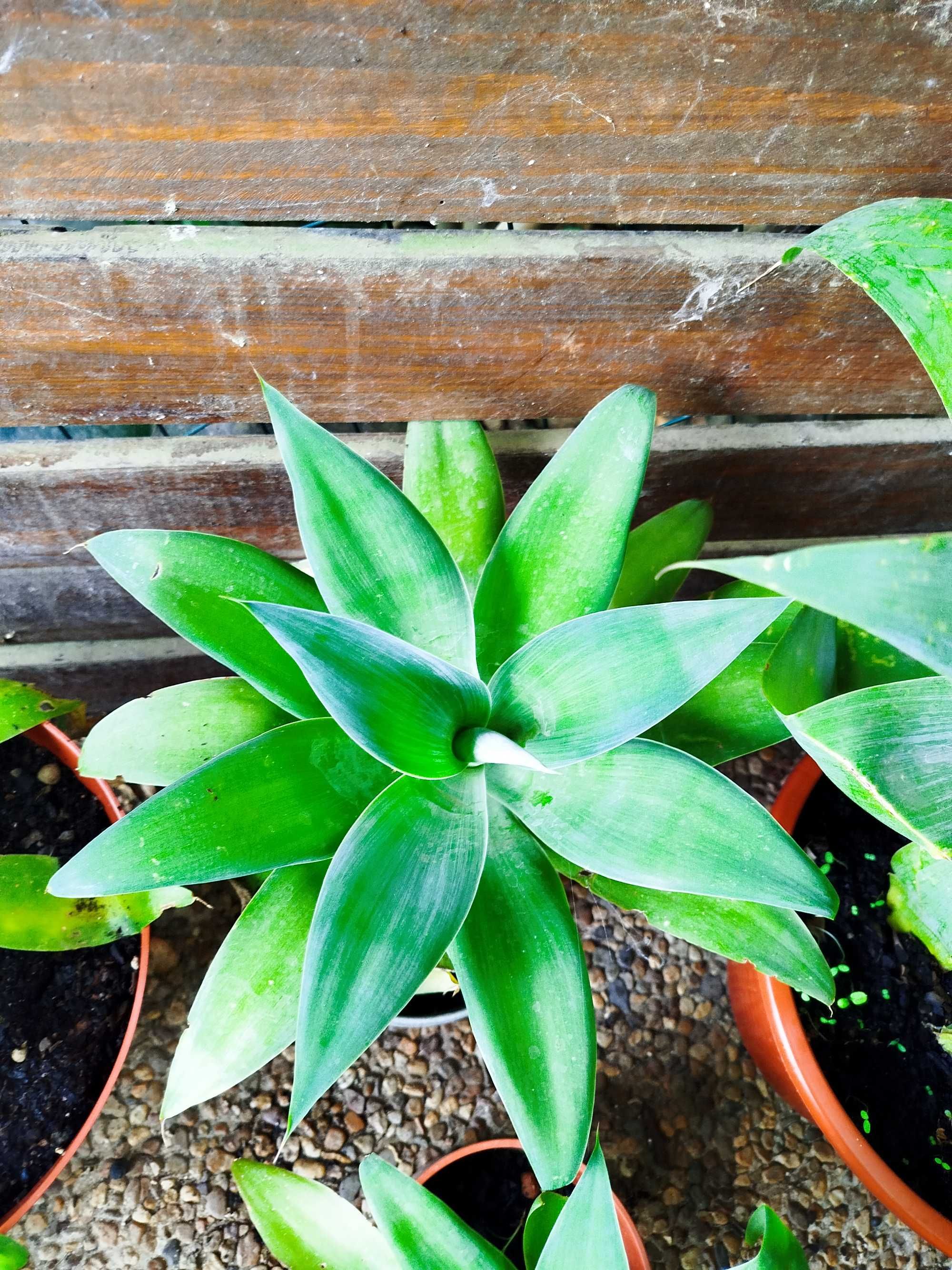 Agave Dragão - agave attenuata