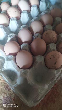 Яйця курячі породи лівенська сесцева