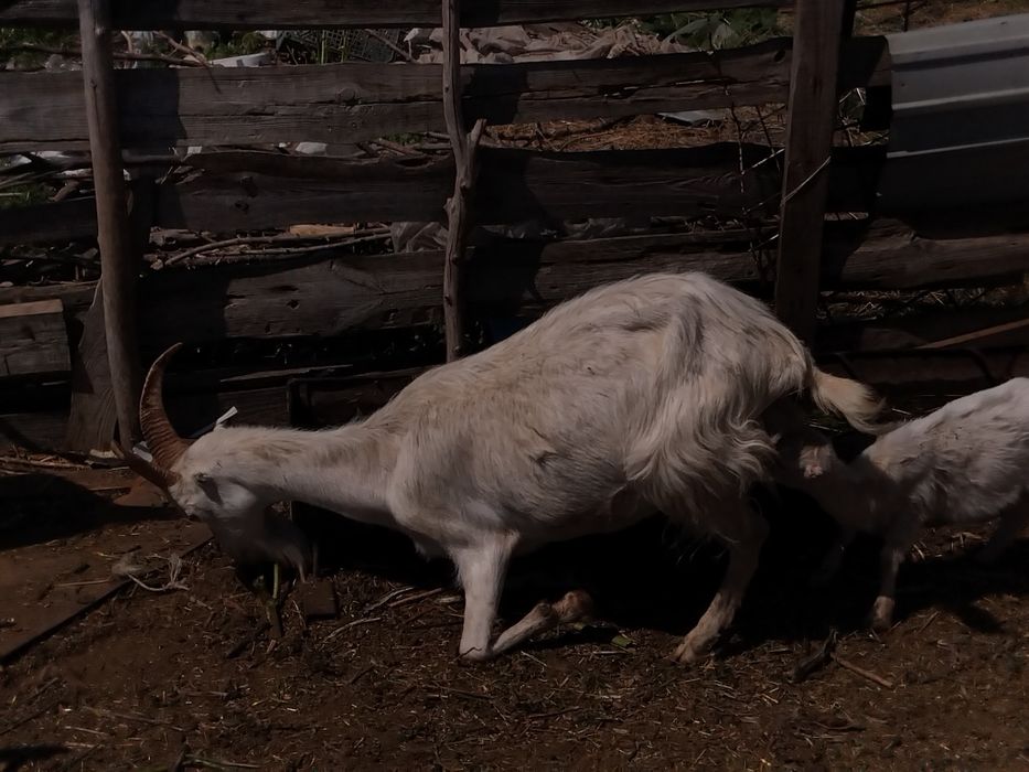 Продаються вівці і кози