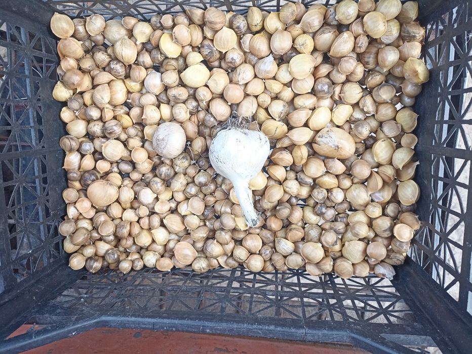 Продам часник рокамболь дітки часника. Рокамболя 1гривень штука