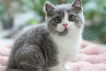 Macho British Shorthair  com LOP