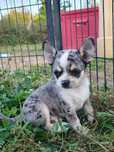 Najpiękniejszy piesek chihuahua